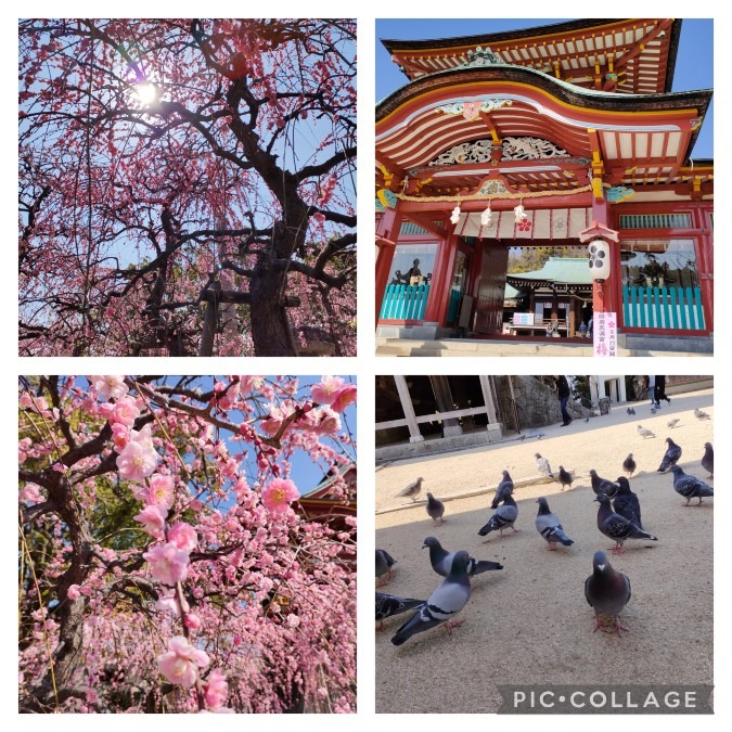 ⛩️梅まつり⛩️防府天満宮⛩️