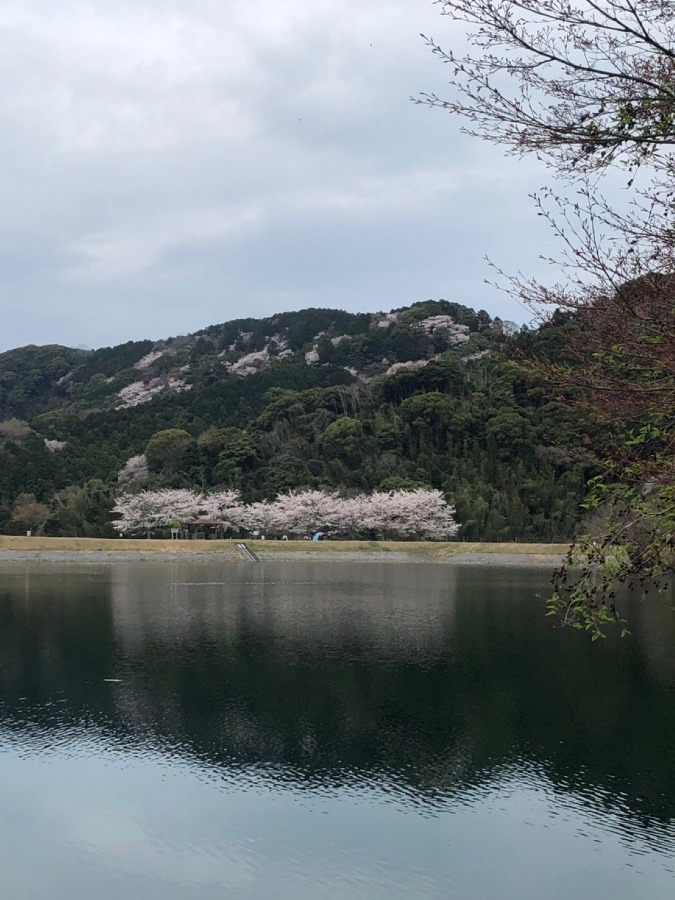 ✨湖と桜✨