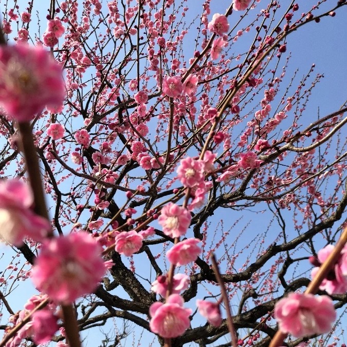 大阪城梅林公園🏵️