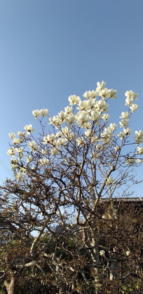 青空と白と