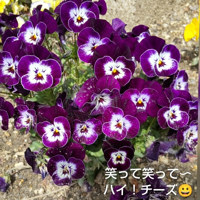 ビオラ💜🌿記念撮影📸