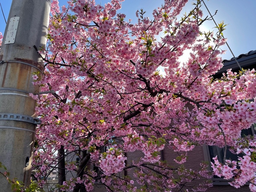 近所の桜