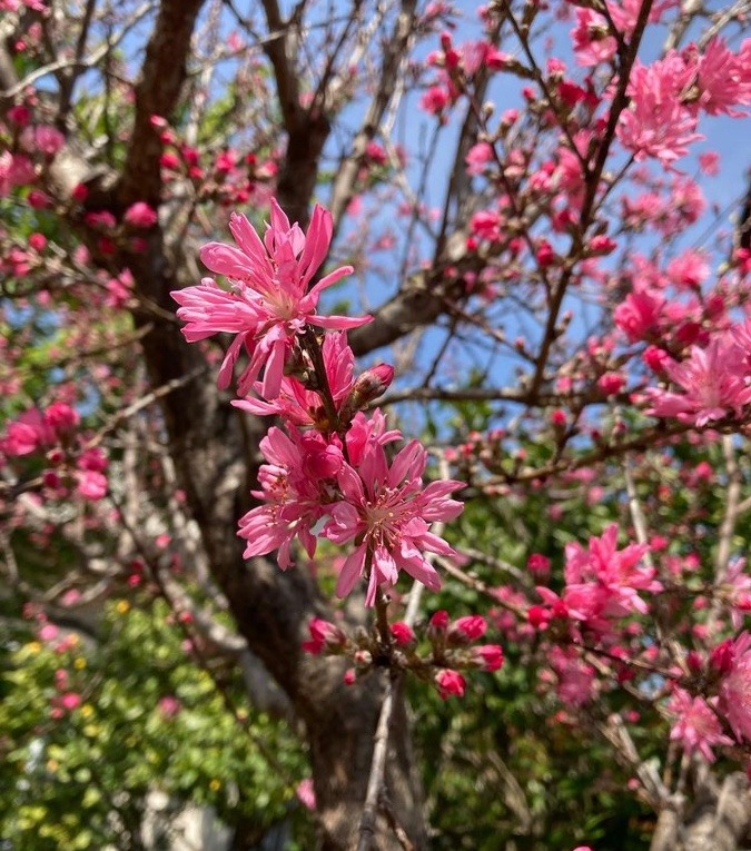 花倶楽部