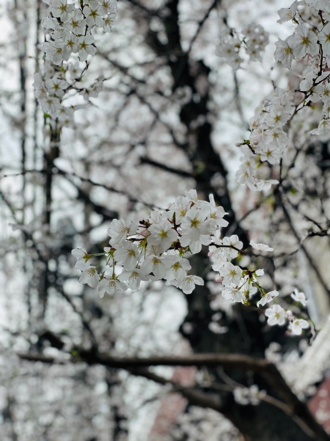 バスタブからも桜～