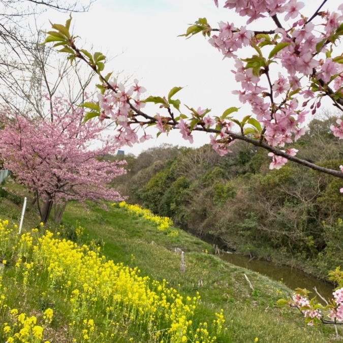 🌸河津桜🌸