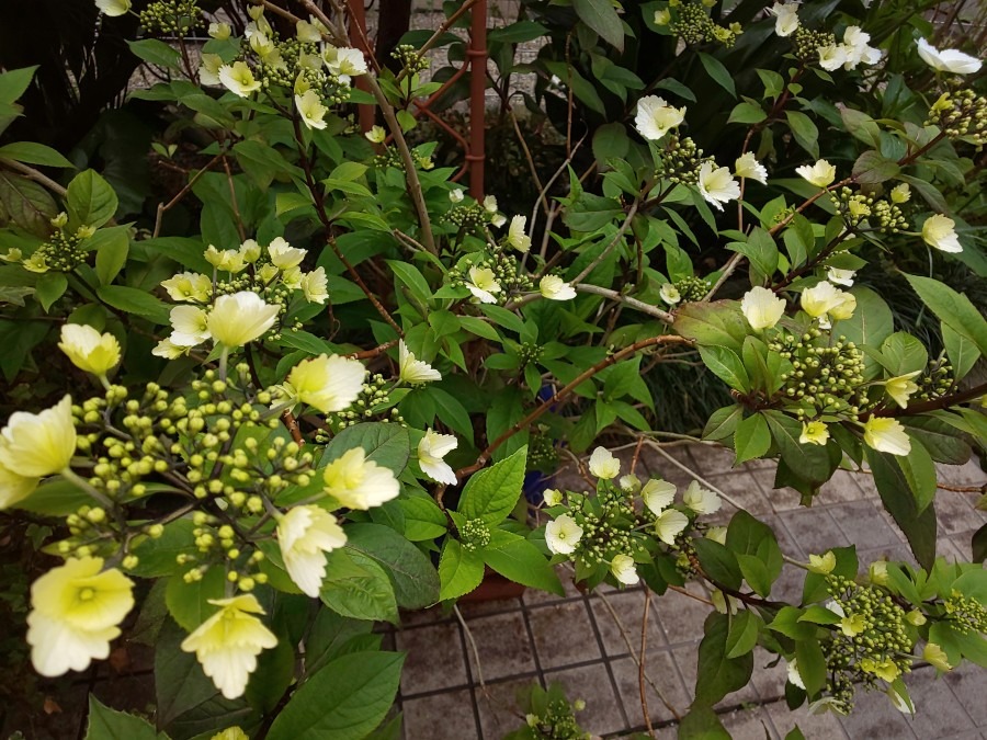 ☀️紫陽花が咲き始めました☀️