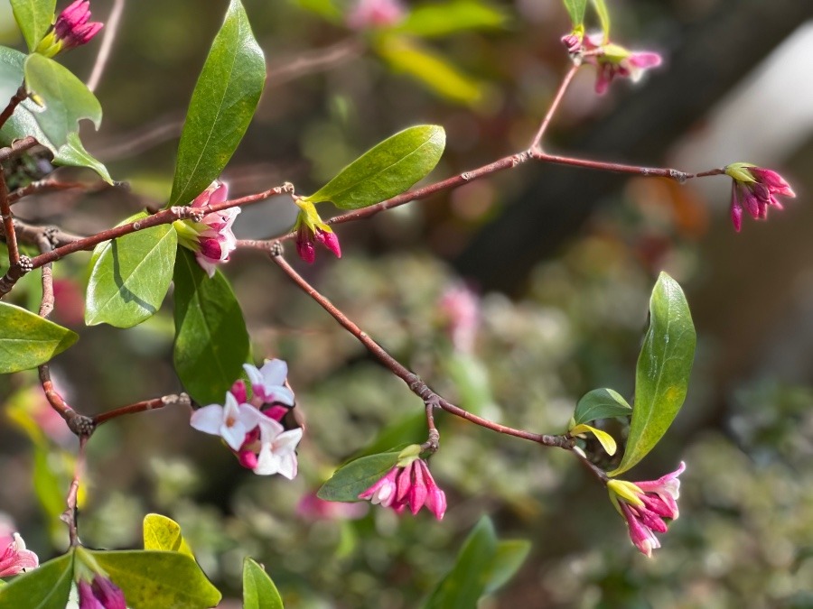 沈丁花