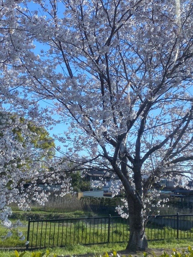 🌸桜満開🌸