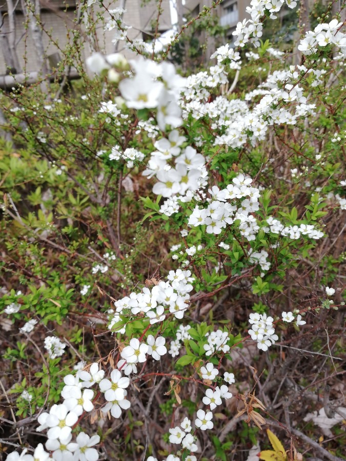 この花☘近くの家のお庭!!🐭