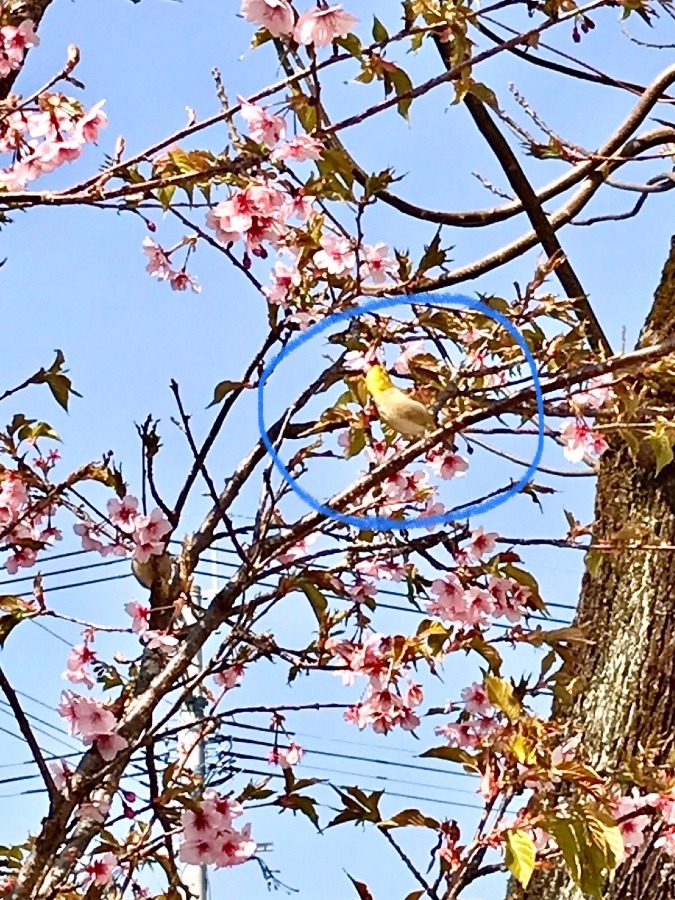 ⭕️近所の桜🌸に、うぐいすが ❣️