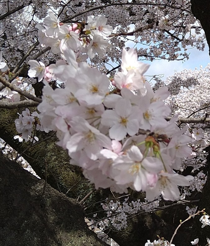 桜🌸