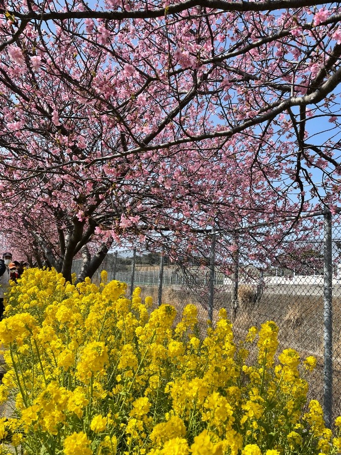 三浦の河津桜