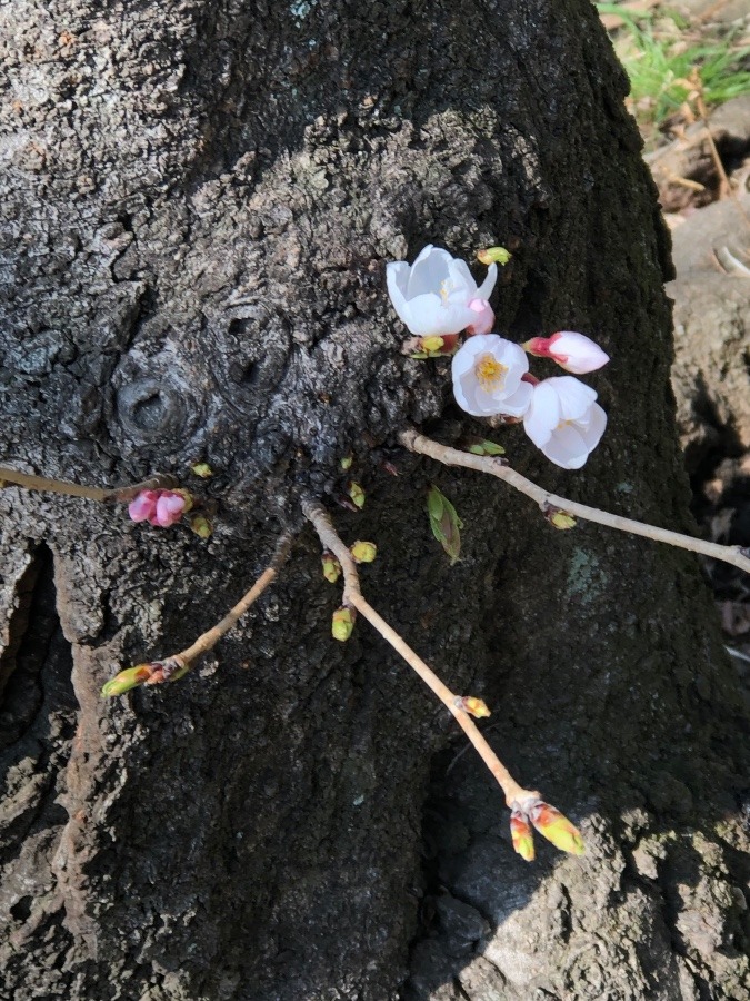 頑張ってます❣️