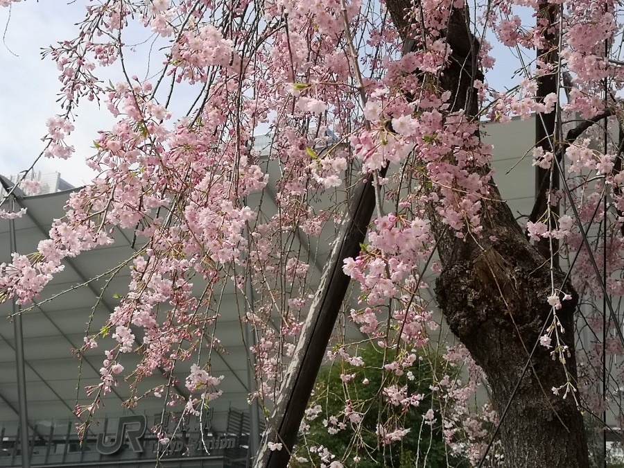 Sing に感謝❤️東京駅八重洲口の桜