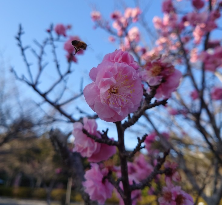 桜🌸