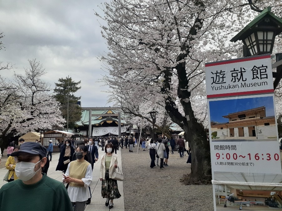 サクラ(1) 靖国神社