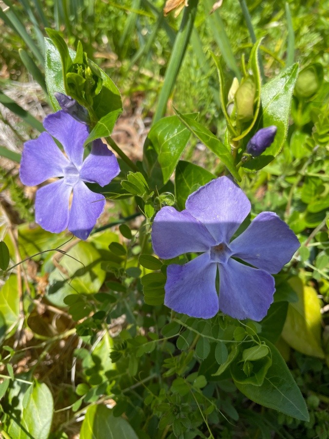 うちの庭🌼