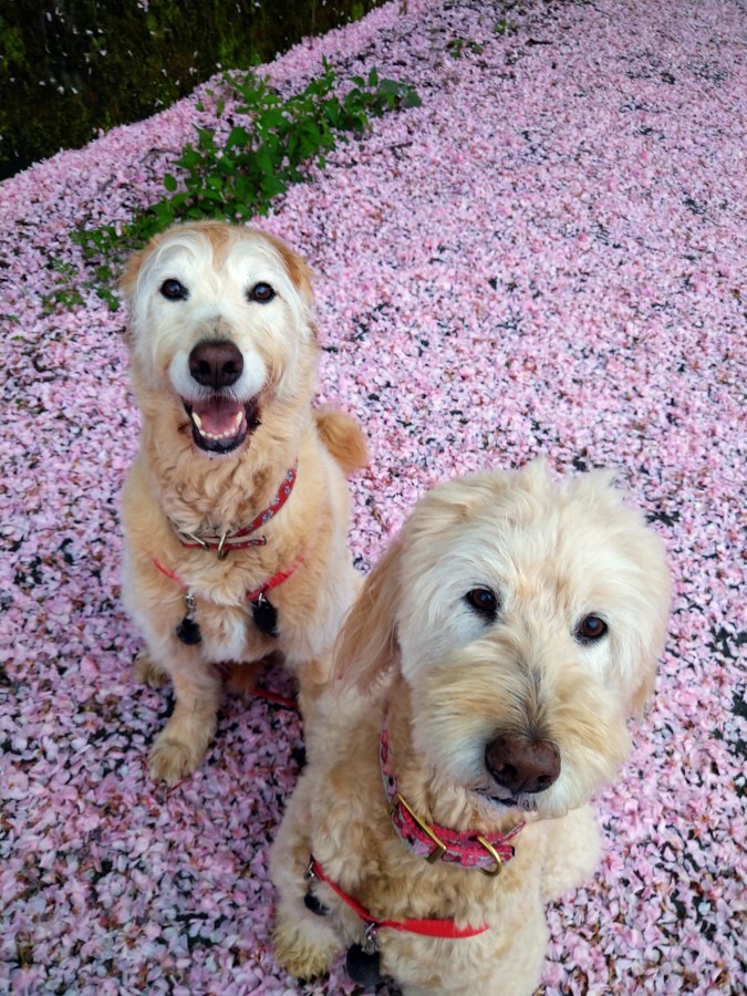 桜のじゅうたん