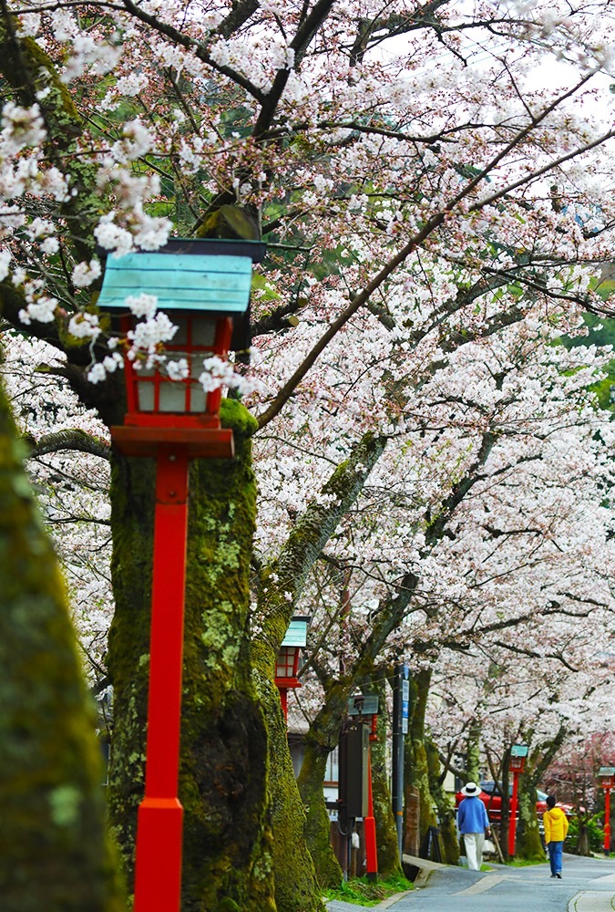 城の崎にて〜桜の細道③〜