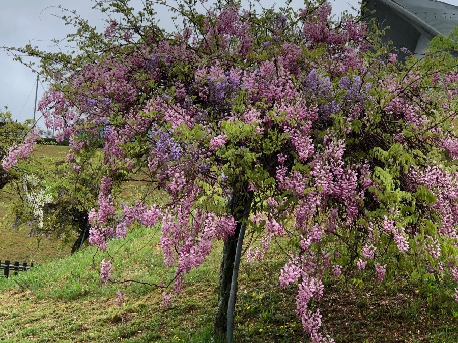 二色の藤の花