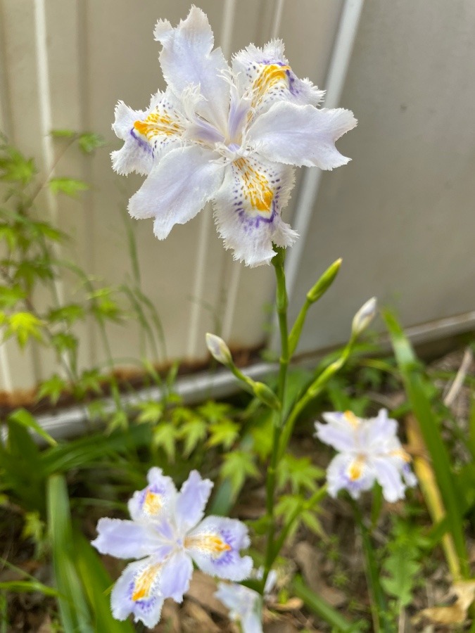 シャガの花