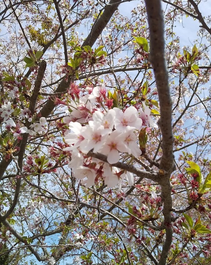 そろそろ葉桜🎵