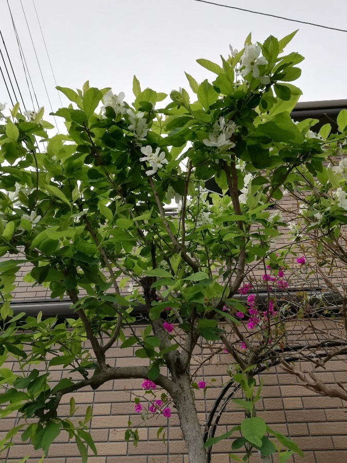 ご近所さん!の花🌿🌼!