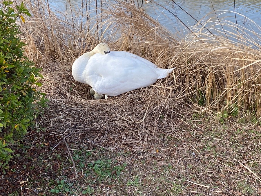 白鳥とたまごちゃん