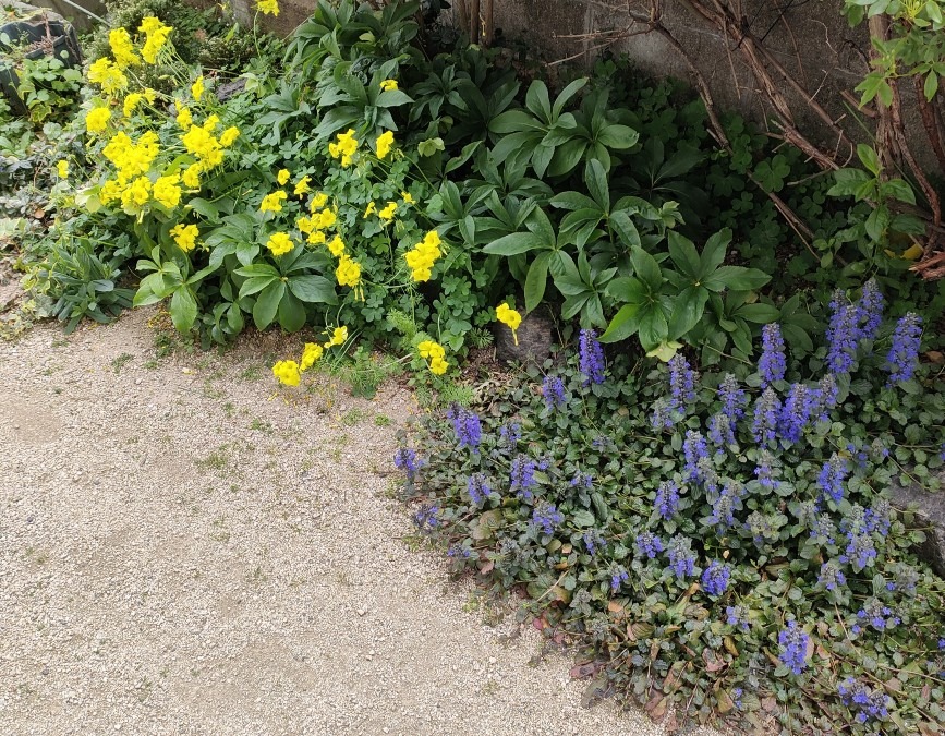 満開の花達❣️