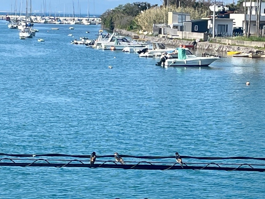 海とツバメ