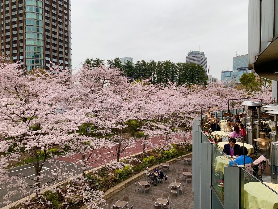 東京ミッドタウン桜①