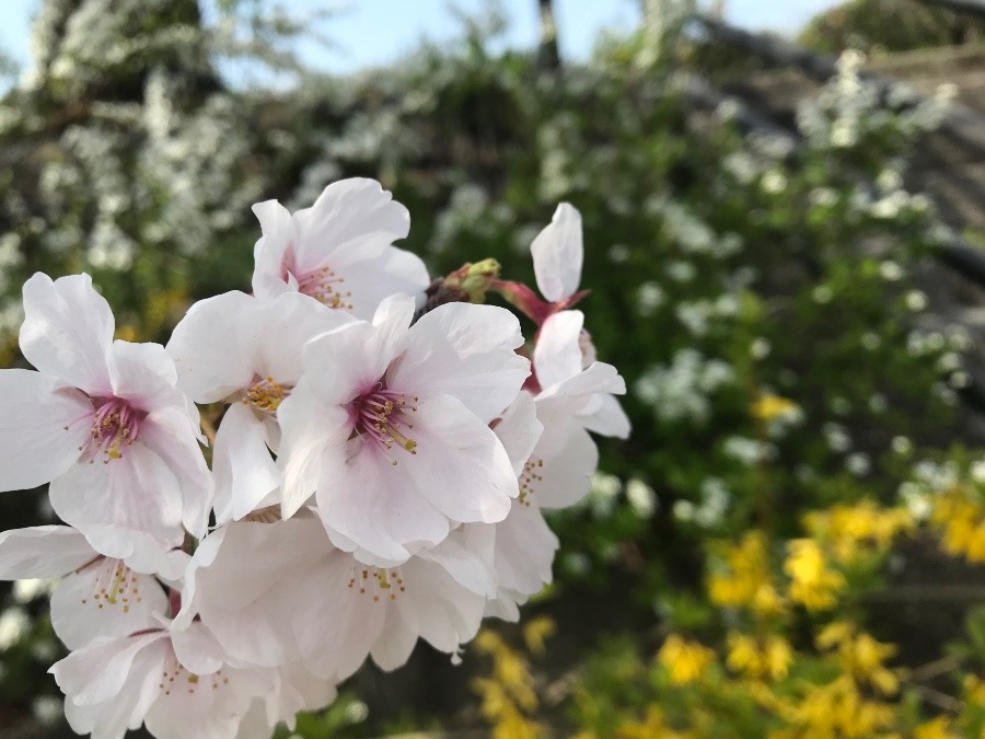 今日の桜🌸