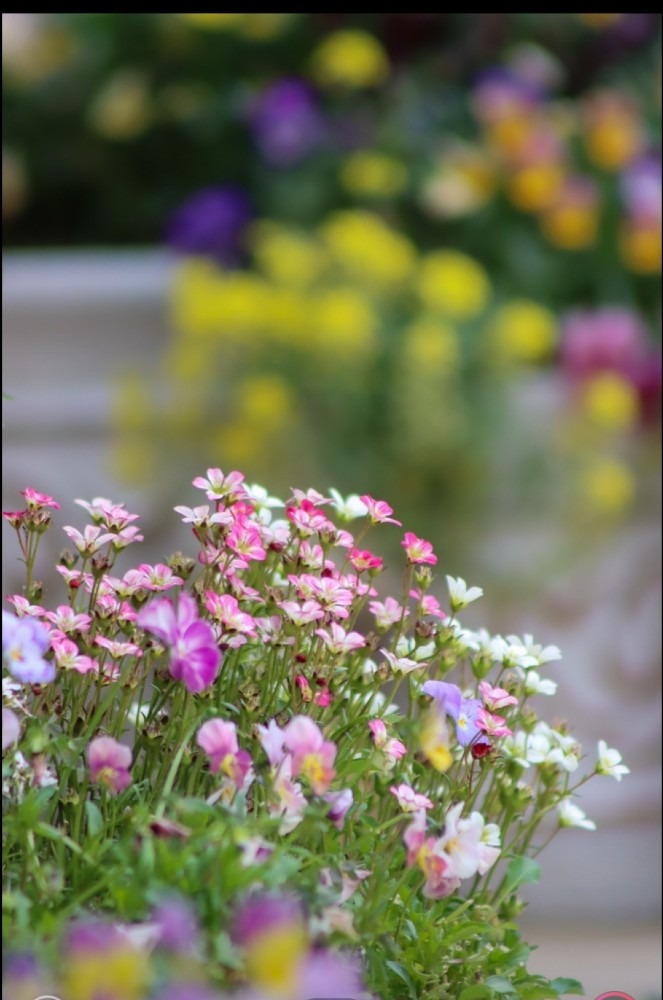 友人からの写メ－クモマグサの花