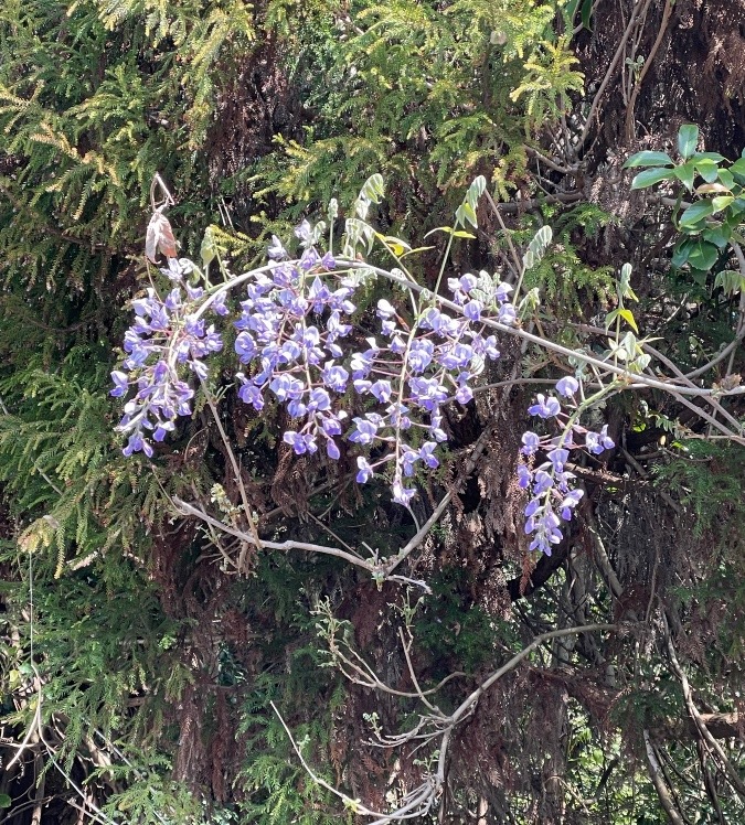 藤の花