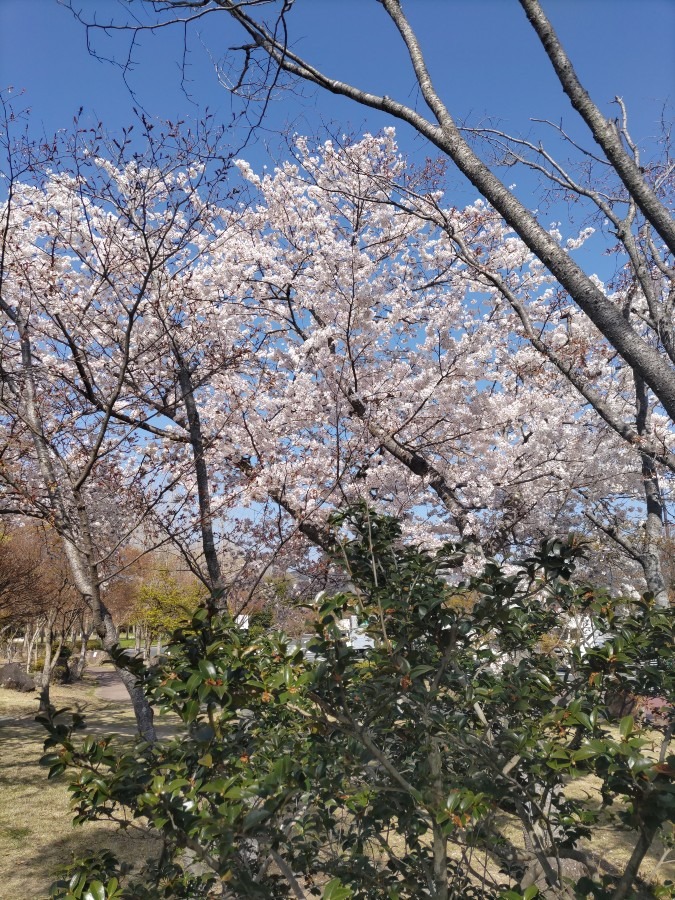 山陽自動車道のとあるサービスエリアの桜