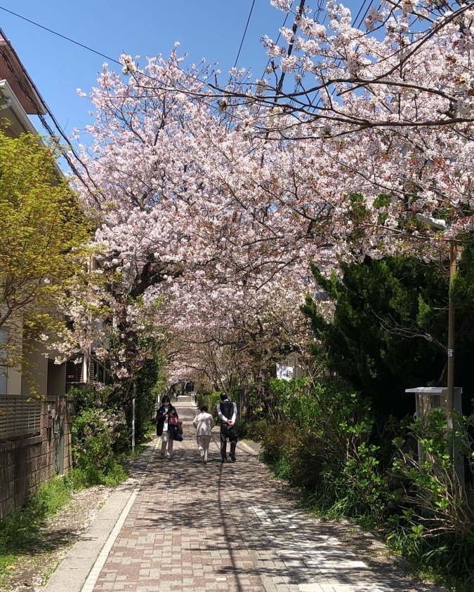 鎌倉　雪の下の桜並木