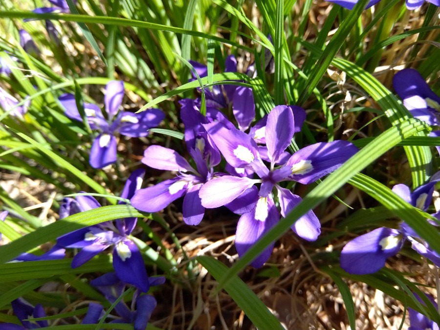 小さくて可愛らしい　エヒメアヤメ💜