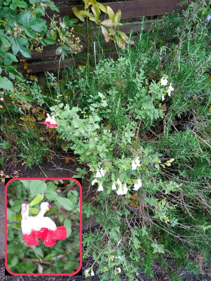 花倶楽部🌼　家の花達🤗【チェリーセージ】