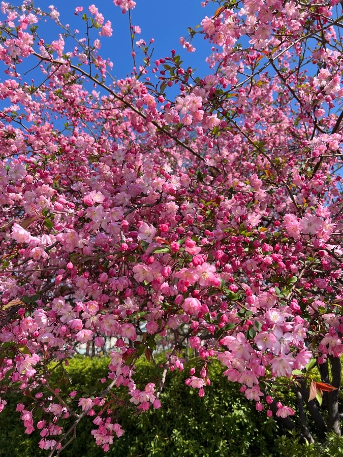 これも最高に綺麗です🌸😆✨