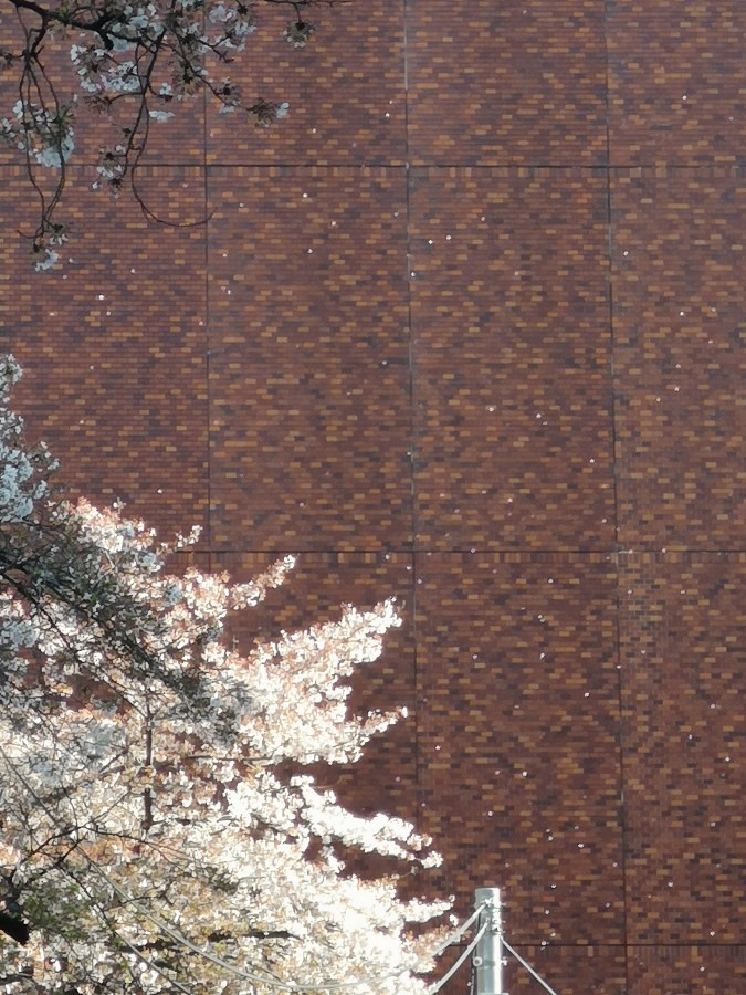 運の掴み方❤️(春限定)　桜の花びら、空中キャッチ③　