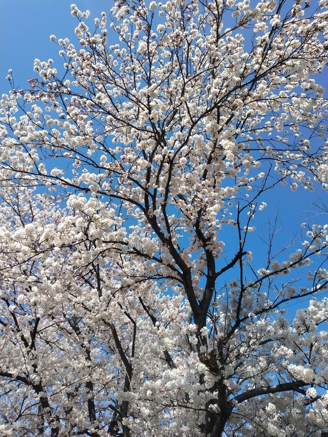 桜満開