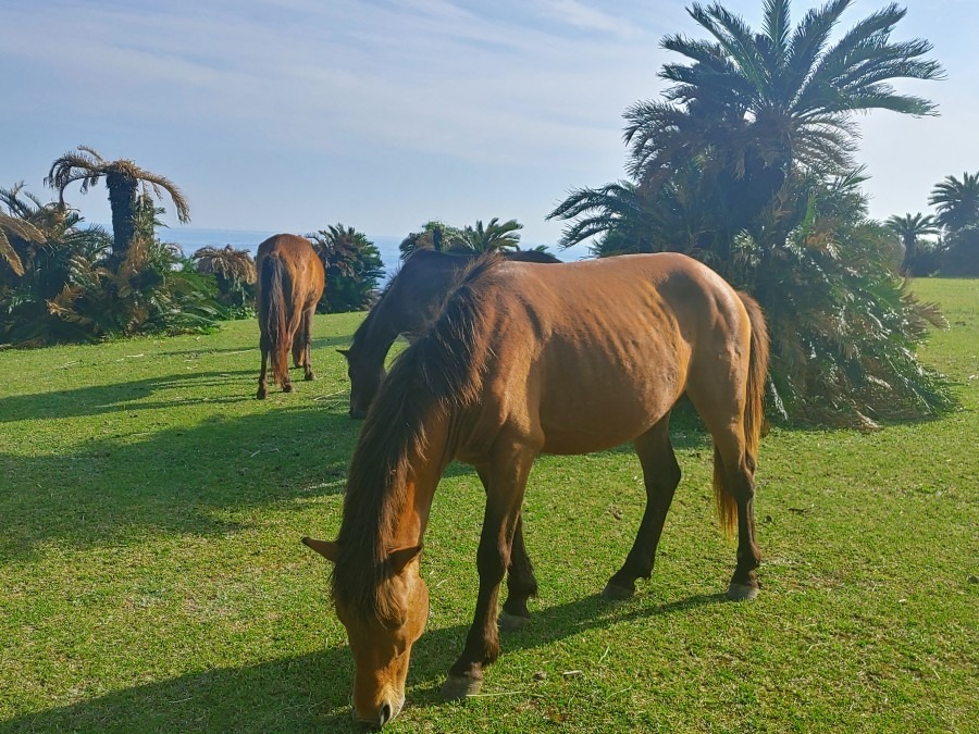 都井岬にて🐴