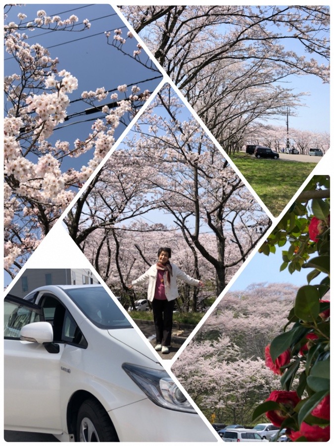 🌸花見ドライブ☀️