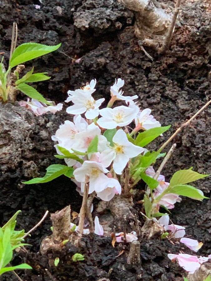 #花大好き　桜