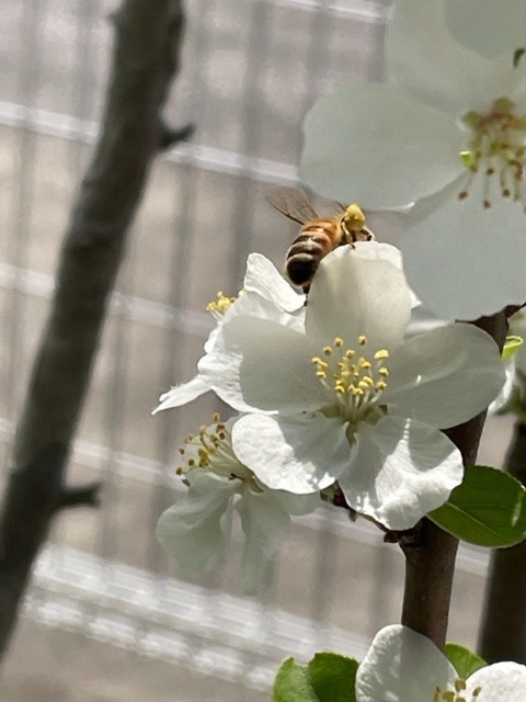 🐝みつばちも仕事中