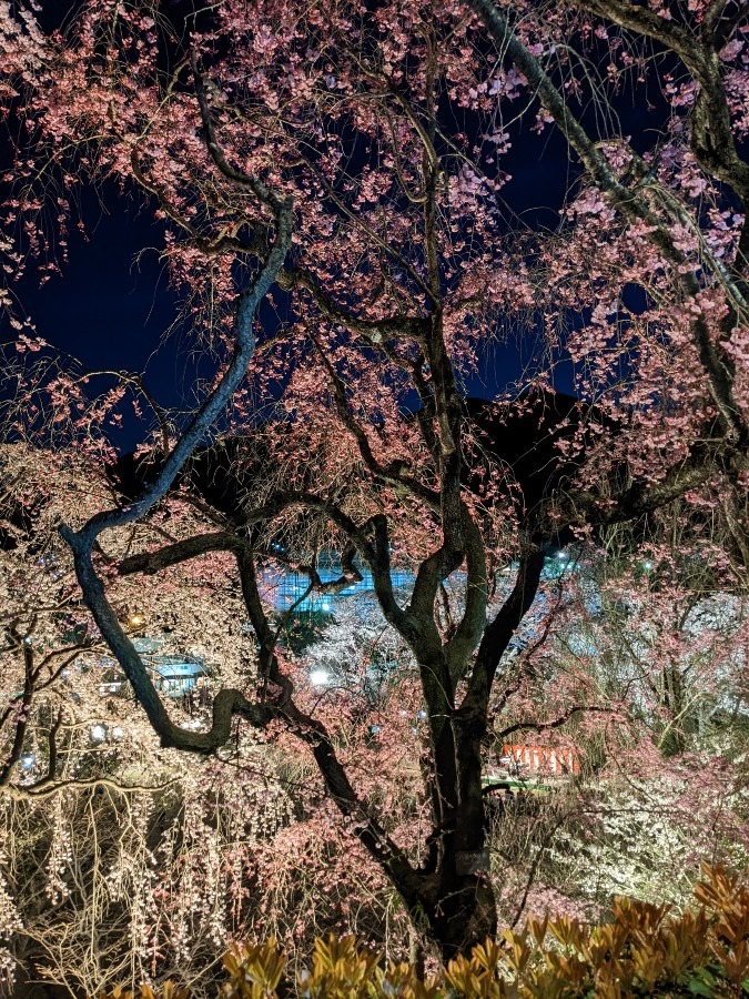 夜桜２