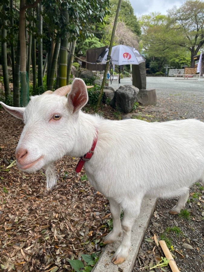 ももちゃん