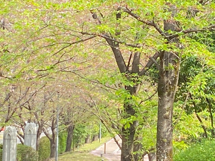 桜の花から