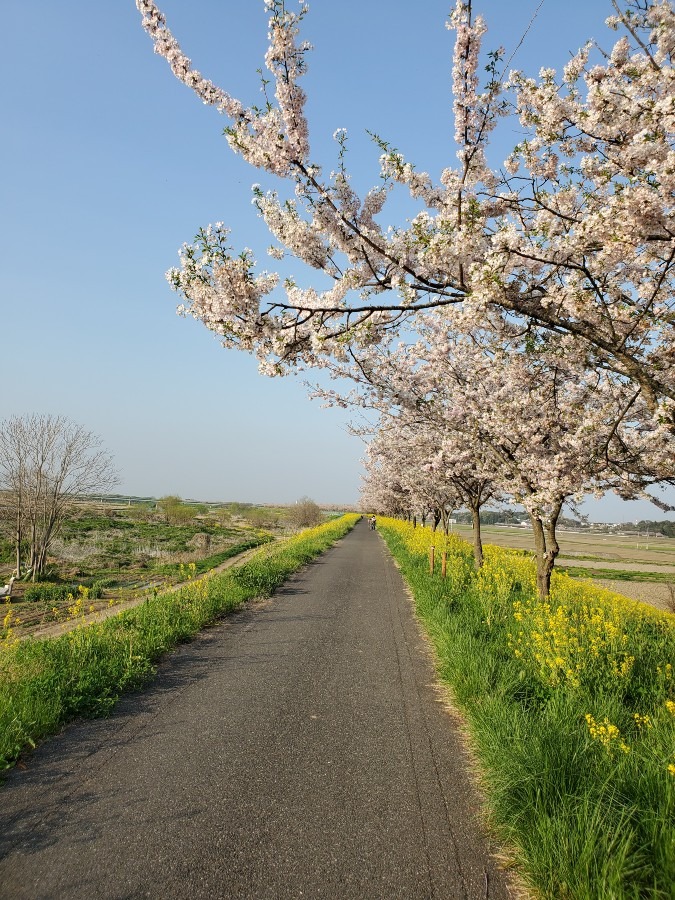 菜の花ロード