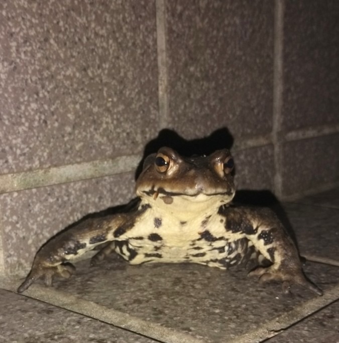 ワニ🐊？カエル🐸か